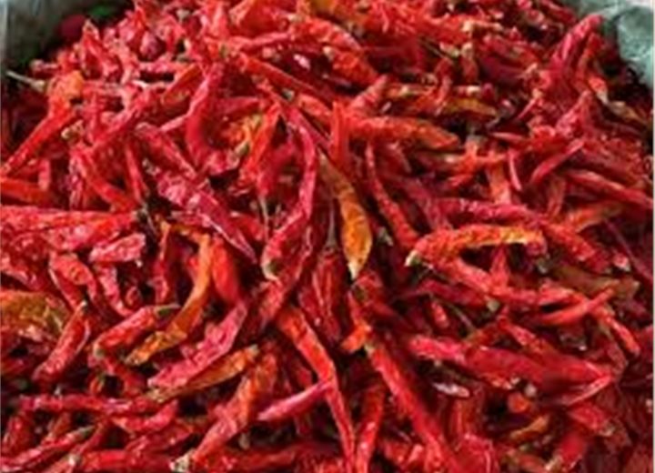 Dried chili pepper prepared for export