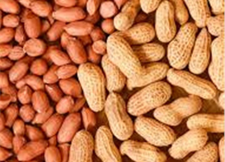 Groundnuts prepared for export supply