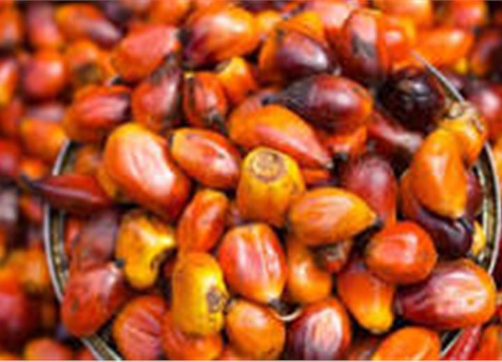 Palm kernel for oil extraction and export