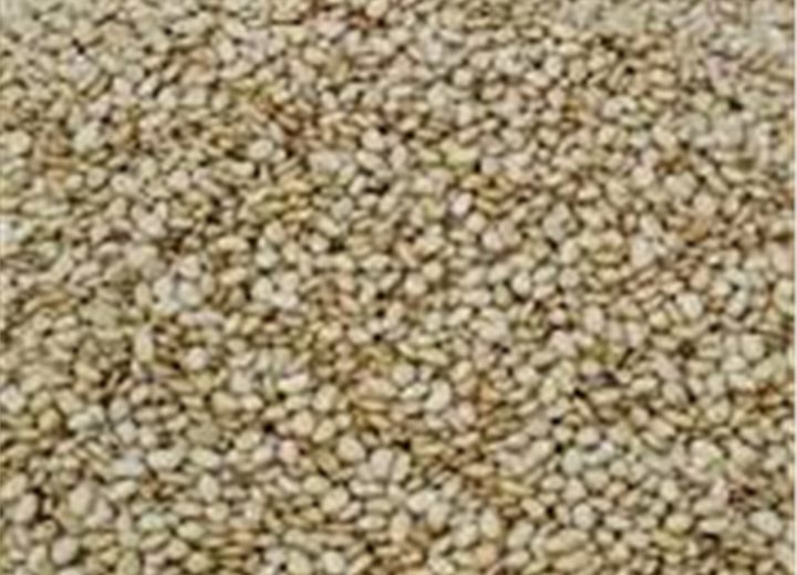 Clean sesame seeds for export supply