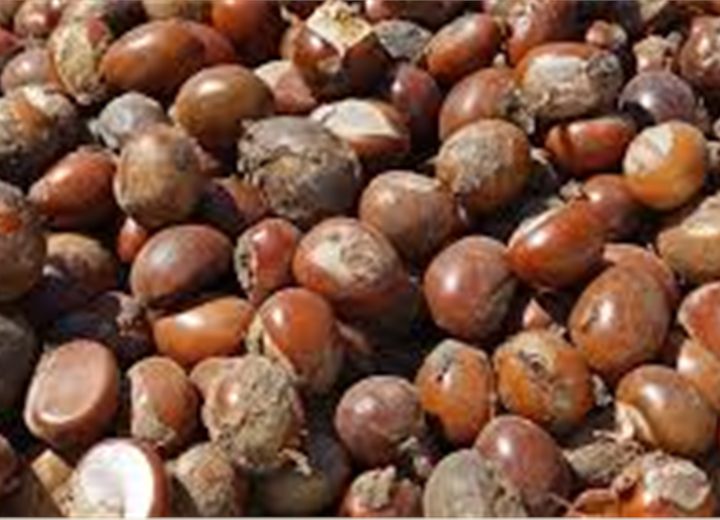 Shea nuts for butter extraction and export