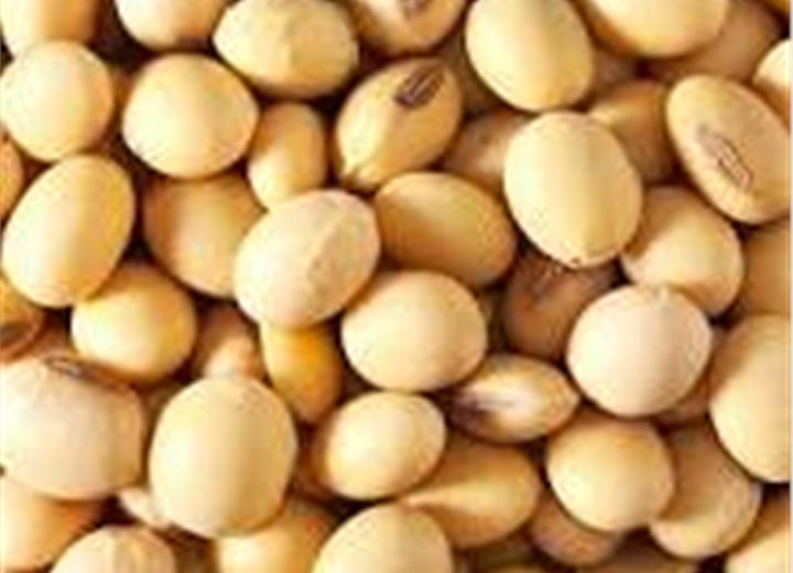 Soybeans for export and processing buyers